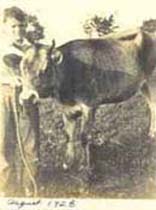 Edward Anstis with heifer 1928
