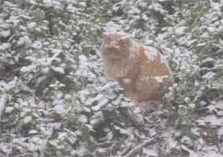 Tigger in snow