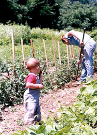 hoeing tomatoes