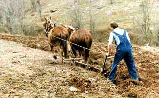 Les plowing