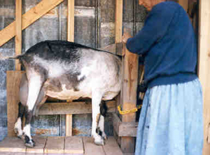 milking