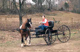 buggy ride